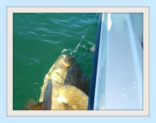 450 to 500 pound Goliath Grouper caught by Justin on a Florida gulf coast fishing charter